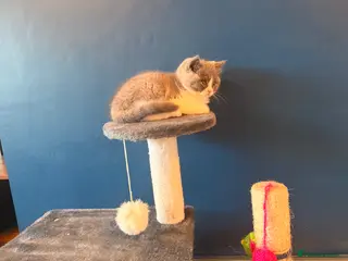 British Shorthair cats GGCF REGISTERED stunning blue bi colour male 🩵 - Advert 2