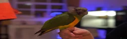 Parrots birds for sale: Senegal Parrot Poss Male 3 Years Old in Biggleswade - Advert 4