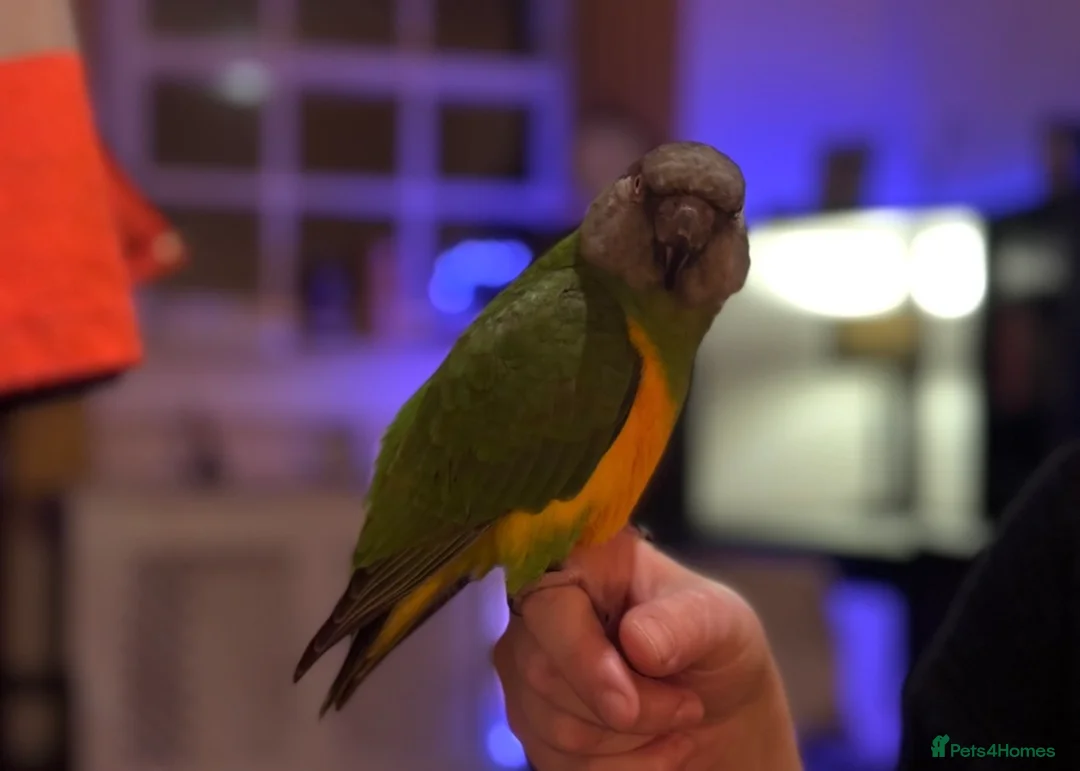 Parrots birds for sale: Senegal Parrot Poss Male 3 Years Old in Biggleswade - Advert 4