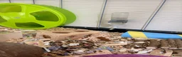 Hamster rodents for sale: 10 Month old Roborovski Dwarf Hamster  - Advert 5