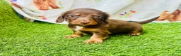 Miniature Dachshund dogs for sale: Long haired miniature dachshund girls - Advert 12
