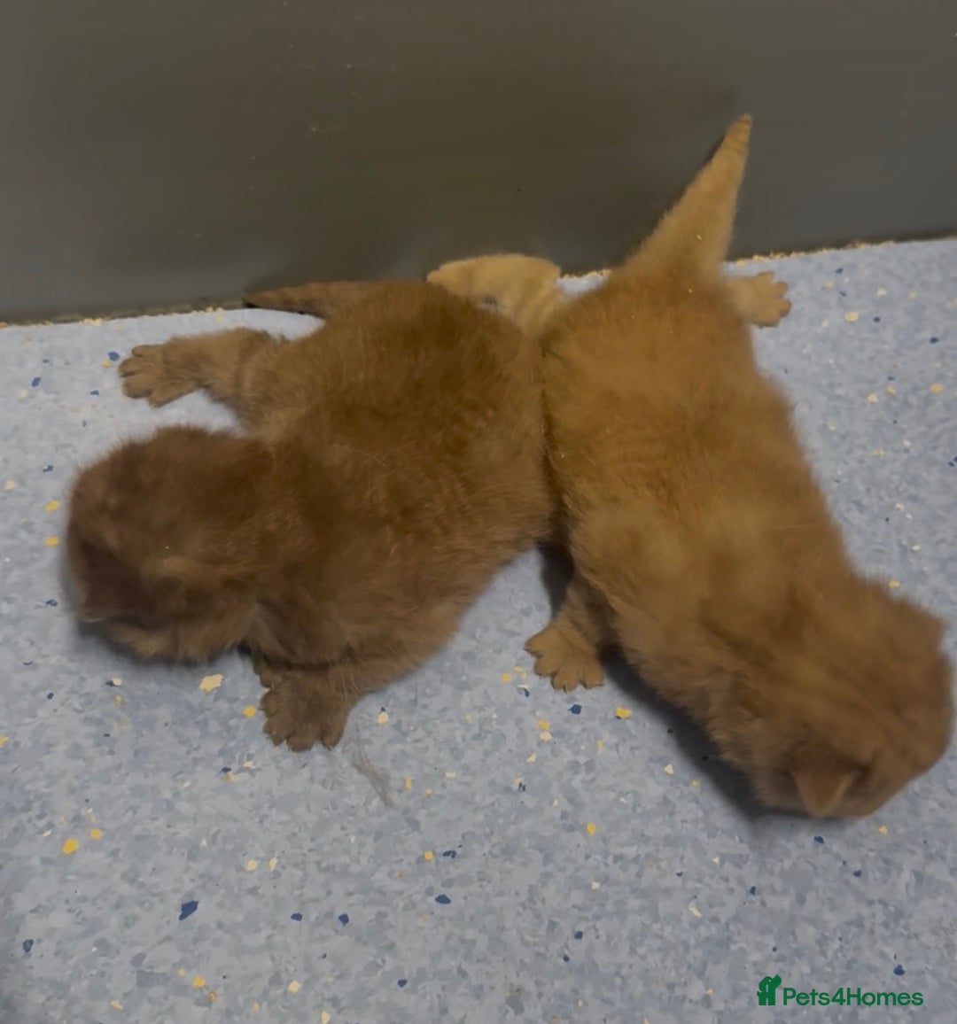 British Shorthair cats for sale: Beautiful chunky boys looking new home - Advert 5