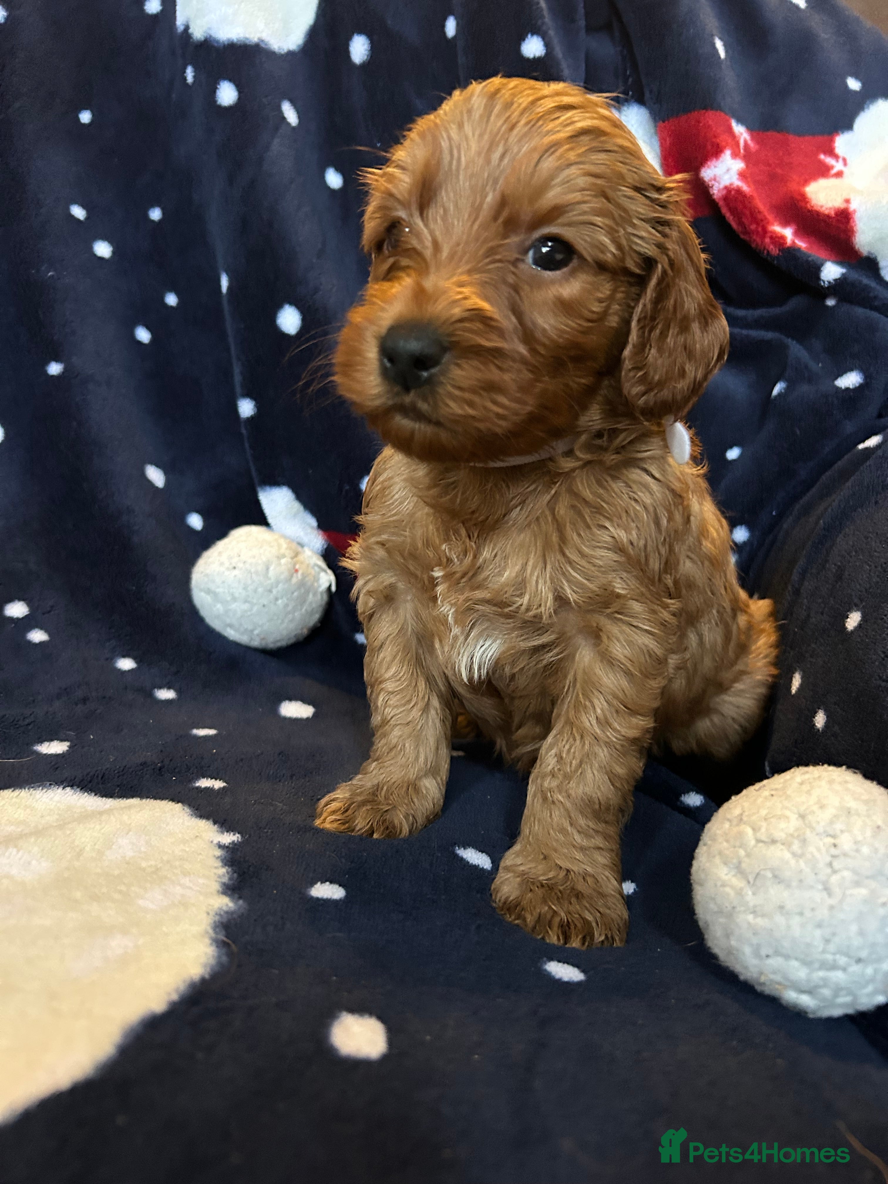 Labradoodle dogs 🐾F1b Healthy Labradoodle Puppies – Ready 18 Dec🐾 - Advert 3