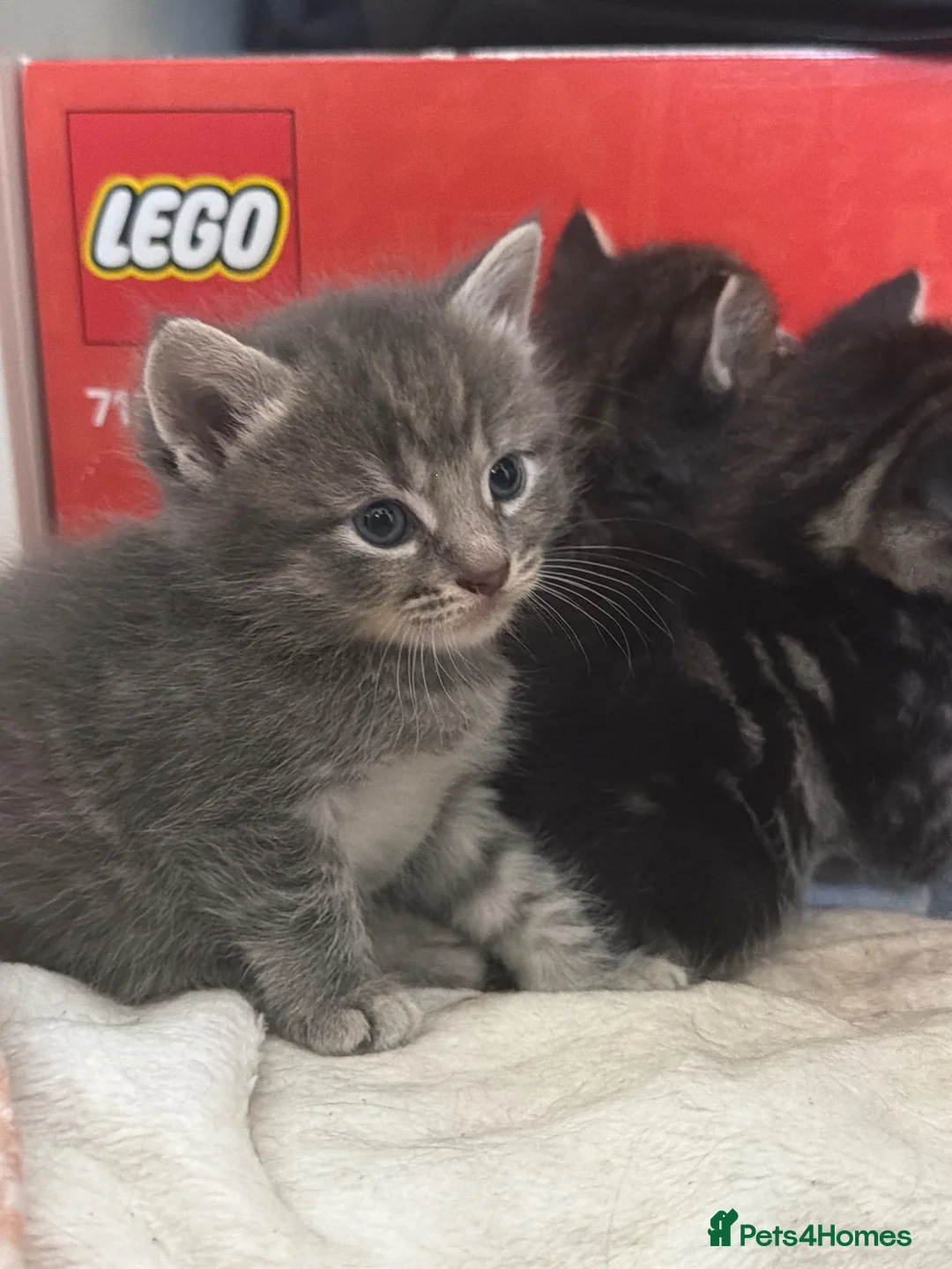 Ragdoll cats for sale: 8 ADORBALE KITTENS FOR SALE  - Advert 2