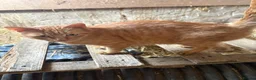 Mixed Breed cats for sale: Kittens looking for forever home! - Advert 6