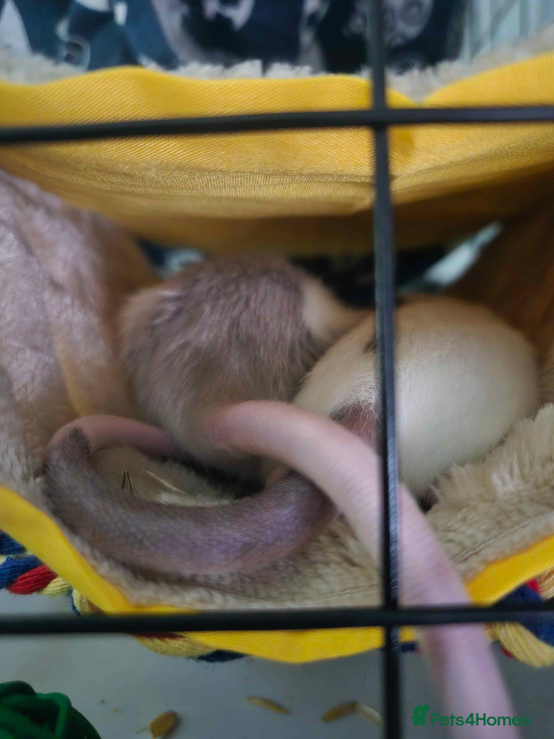 Rat rodents for sale: 2 female rats for rehoming - Advert 2