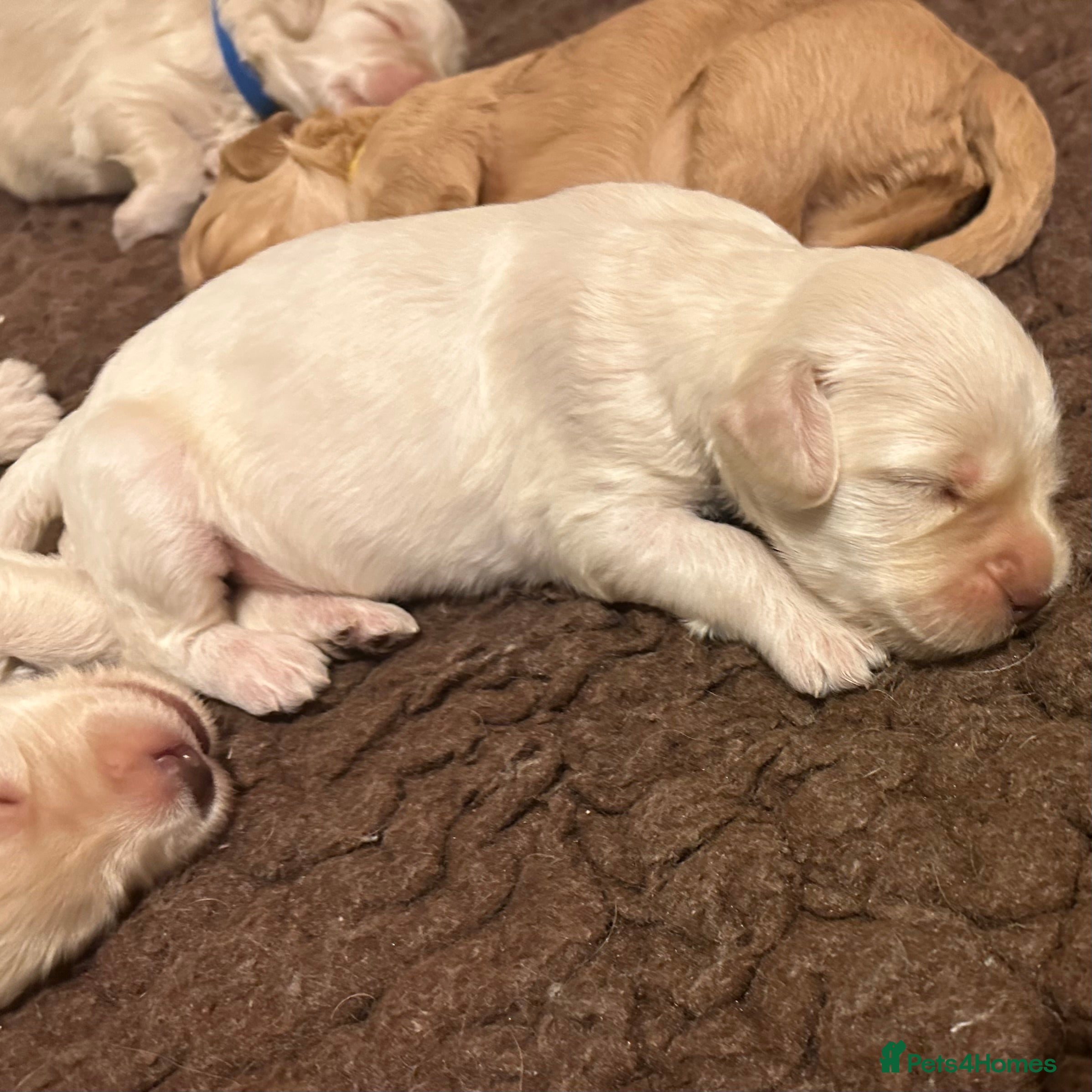 Double Doodle dogs Stunning Standard F3 Labradoodles  - Advert 2