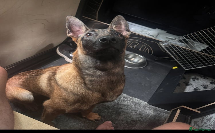 Belgian Shepherd Dog dogs - Advert 1