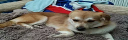 Mixed Breed dogs for adoption: Malika for adoption in Bedford - Advert 5