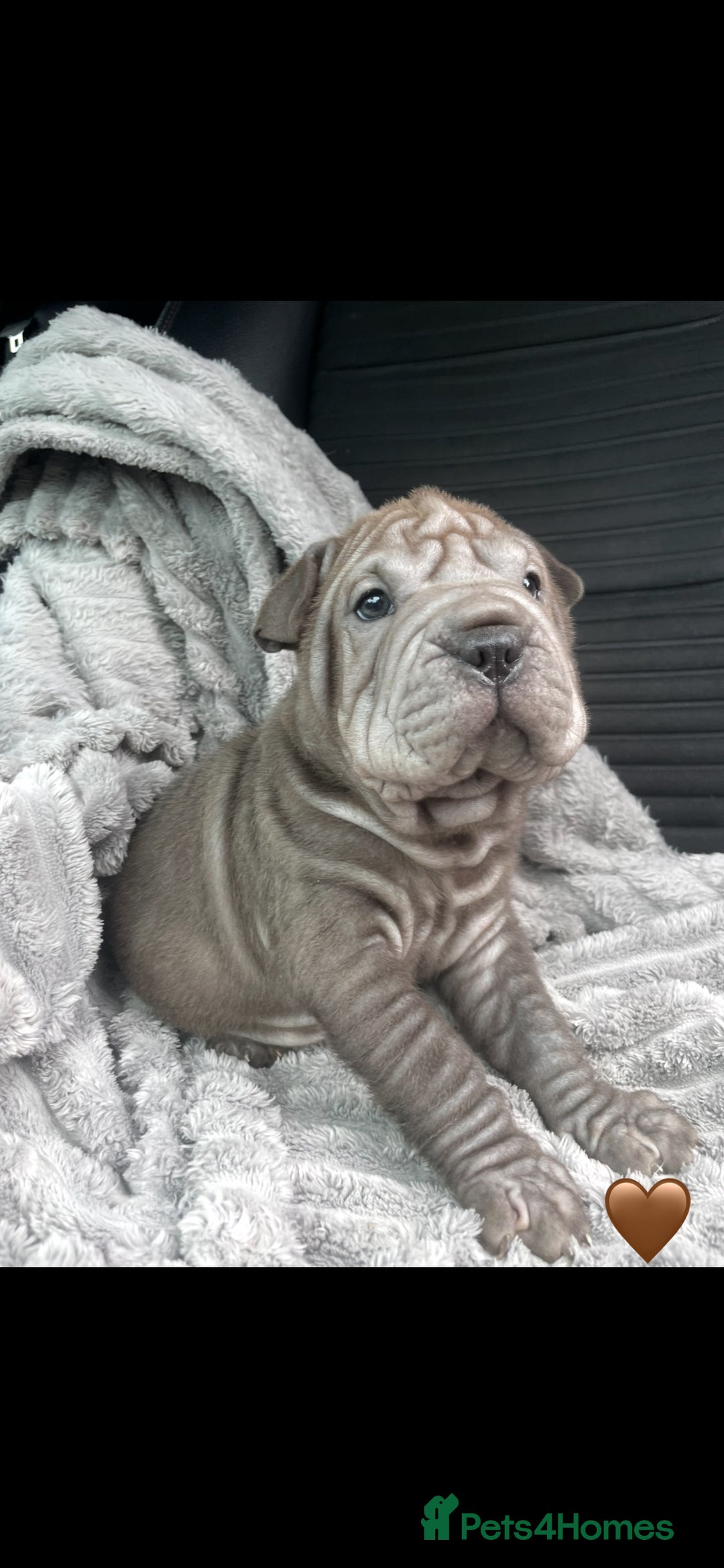 Shar Pei dogs for sale: Shar Pei Puppies  - Image 14