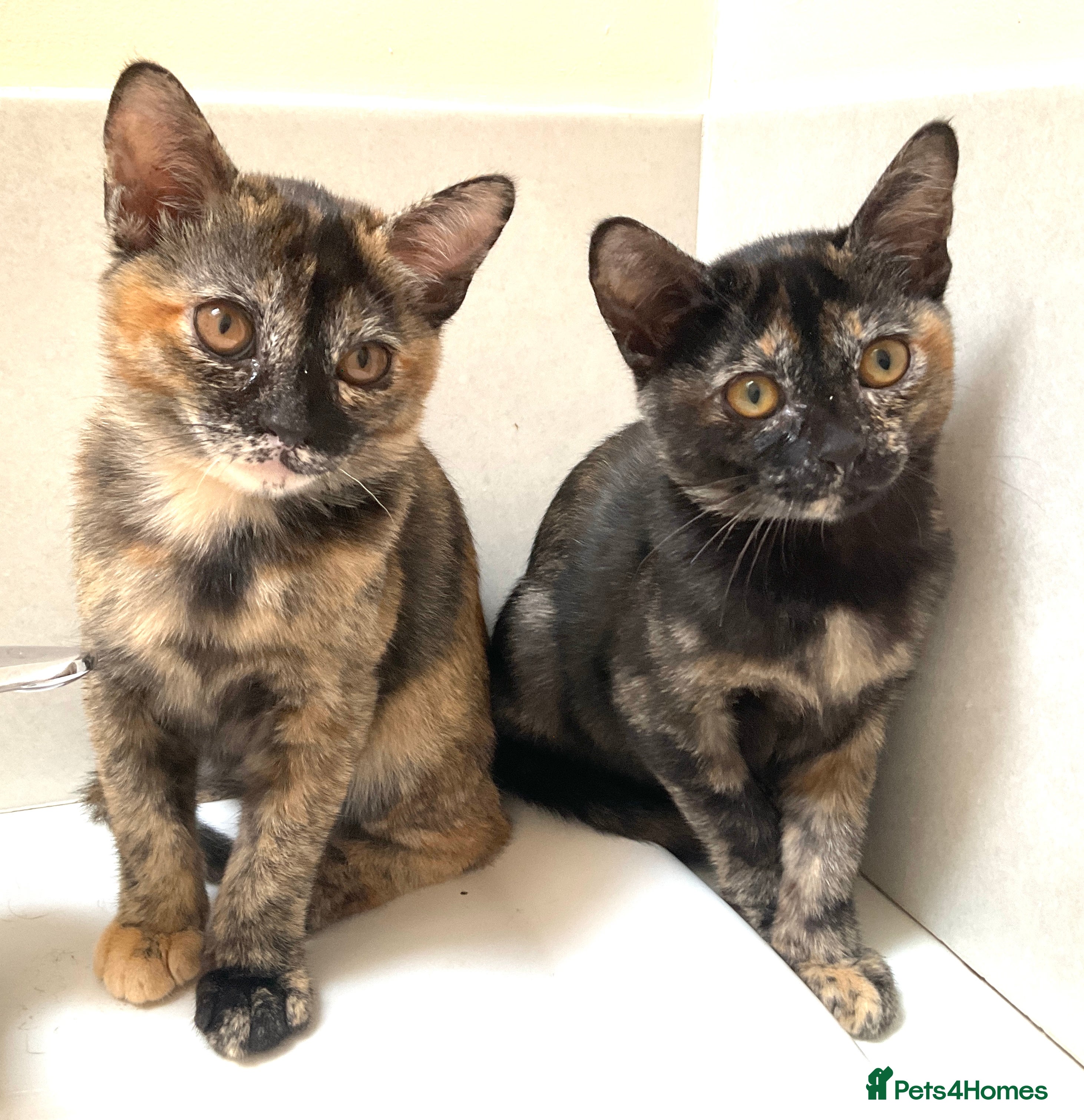 Burmese cats Cuddly Cream boy & Two beautiful Black Torties - Advert 4