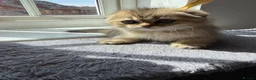 Scottish Fold cats for sale: Scottish fold TICA registered - Advert 12