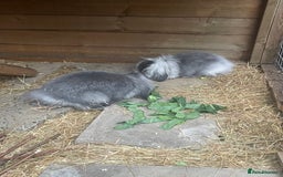 Mini Lion Lop rabbits for sale: 2 Mini Lion Lop Babies - Image 4