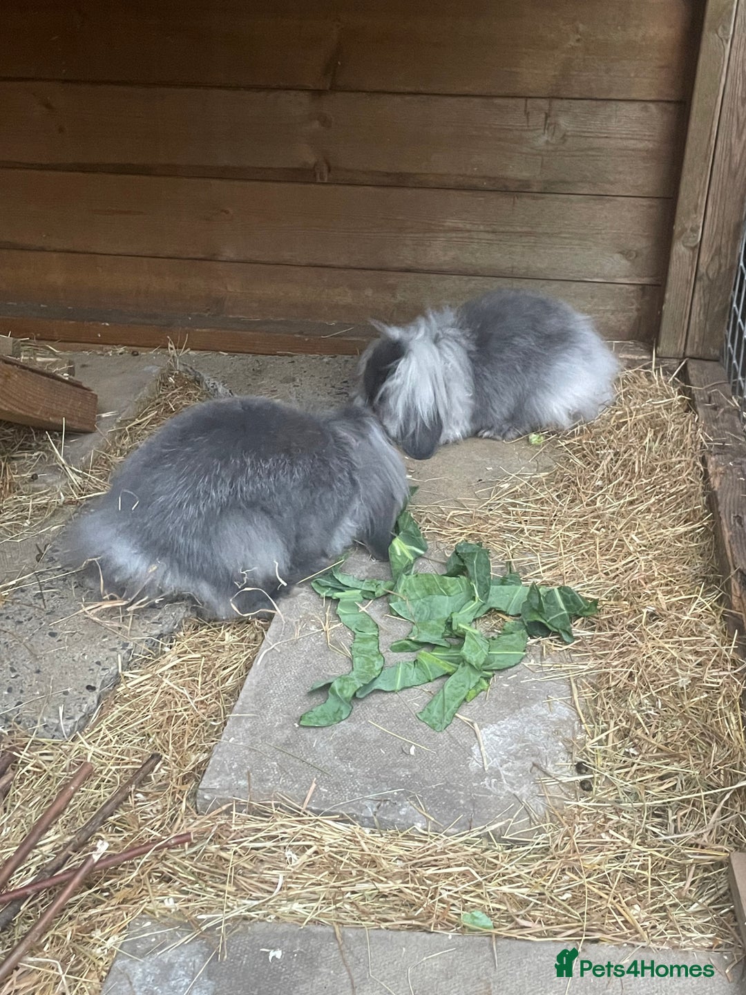 Mini Lion Lop rabbits for sale: 2 Mini Lion Lop Babies - Image 4