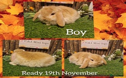 Mini Lop rabbits for sale: Mini lop kits available to reserve  - Advert 2