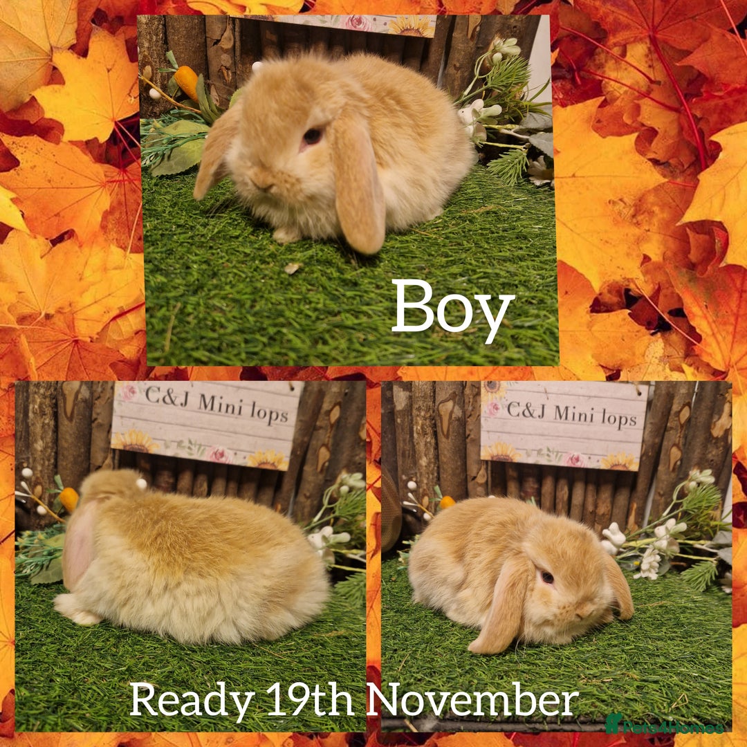 Mini Lop rabbits for sale: Mini lop kits available to reserve  - Advert 2