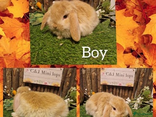 Mini Lop rabbits Mini lop kits available to reserve - Advert 9