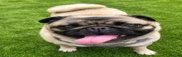 Pug dogs for adoption: Missie is a lovely perfect little Pug - Advert 1