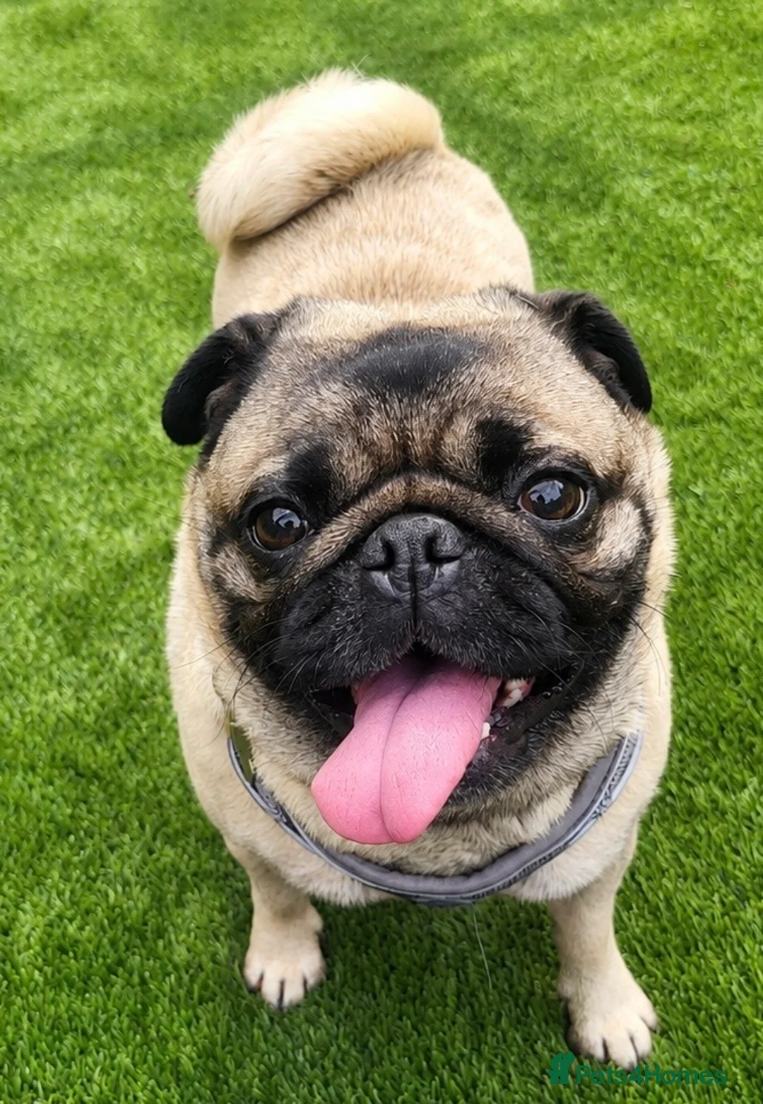 Pug dogs for adoption: Missie is a lovely perfect little Pug - Advert 1