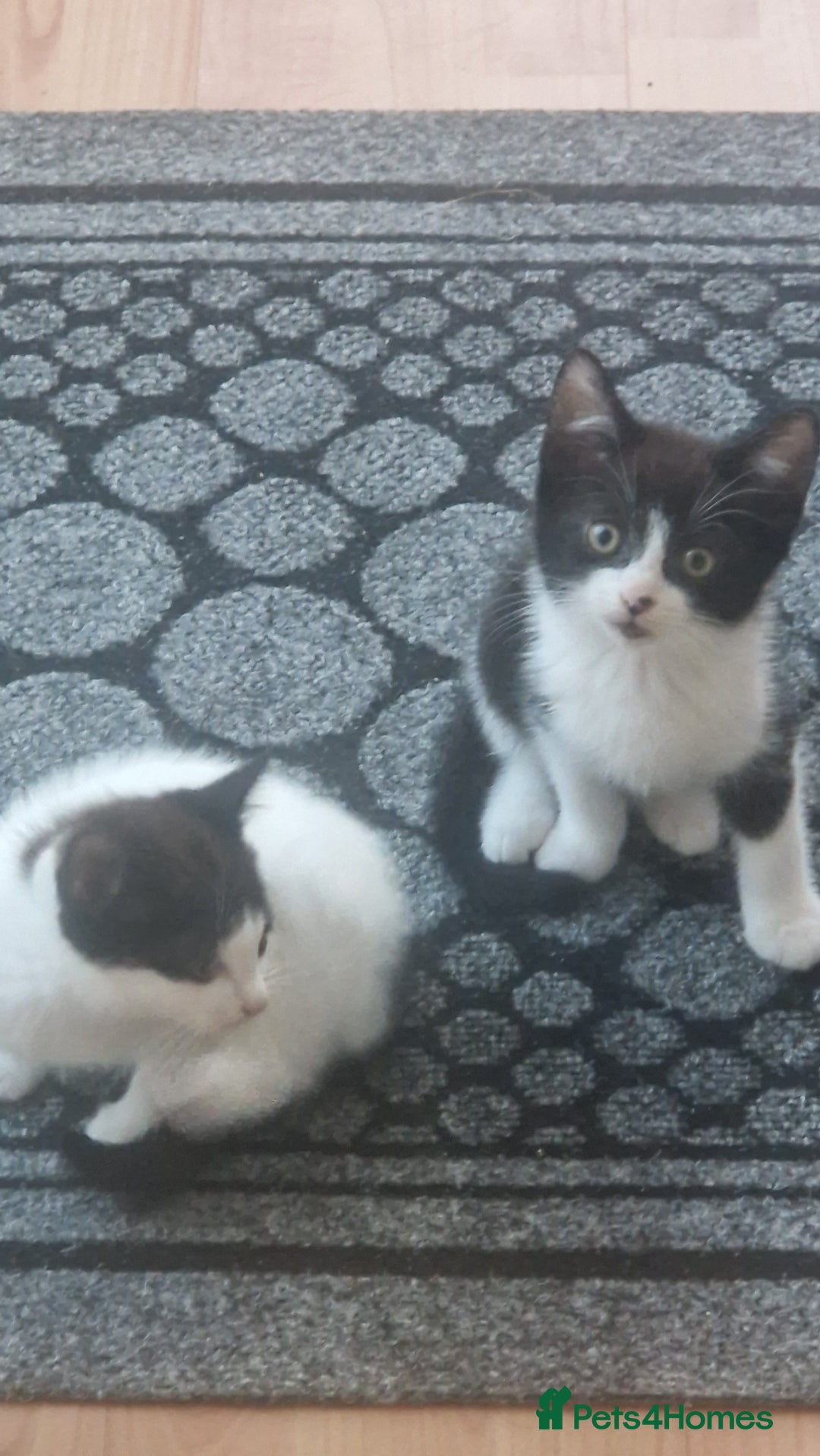 Mixed Breed cats for sale: Kittens ×5 - Image 5