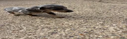 Miniature Dachshund dogs for sale: Miniature dachshunds - Advert 34