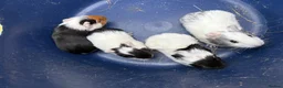Guinea Pig rodents for sale: Two pairs of baby boy guinea pigs for sale  - Advert 7