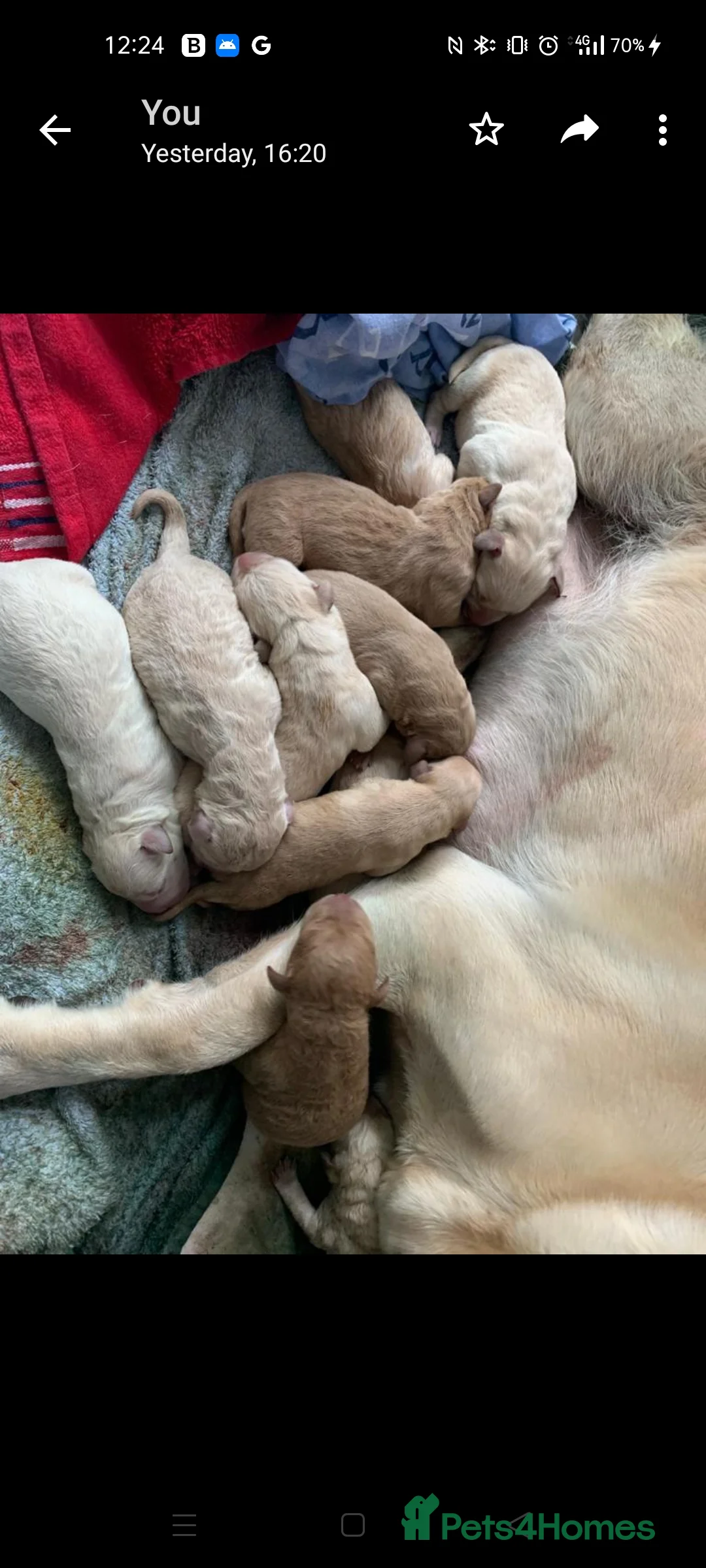 Labradoodle dogs for stud: F1 Labradoodle For Stud. in Reading - Advert 9