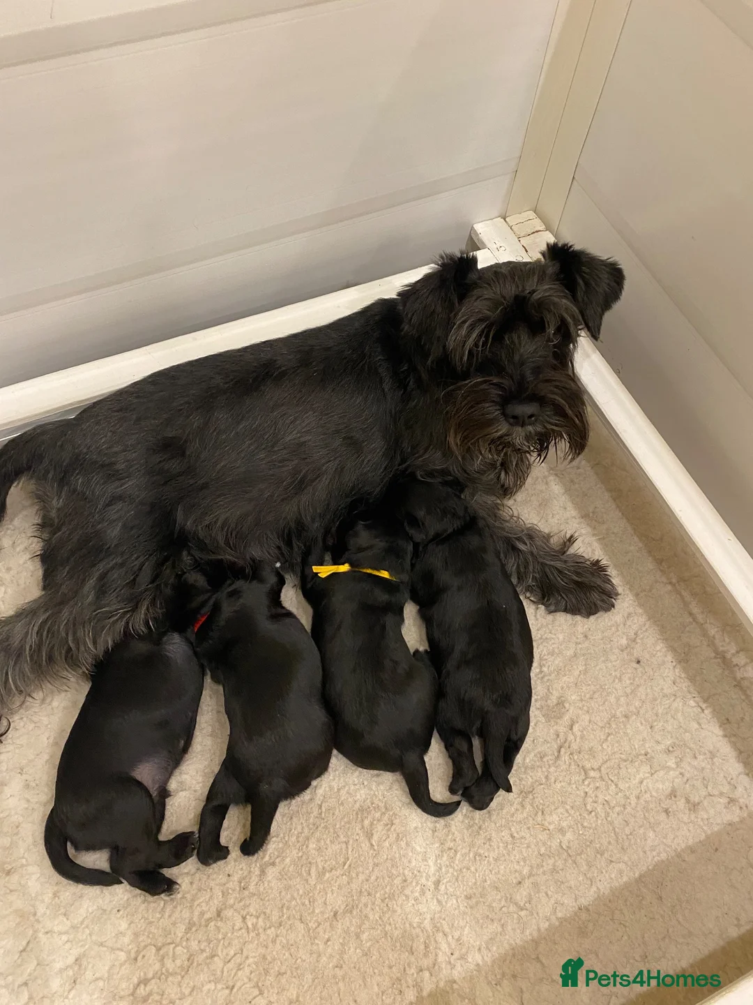 Miniature Schnauzer dogs for sale: Miniature Schnauzers  in Haverhill - Advert 1