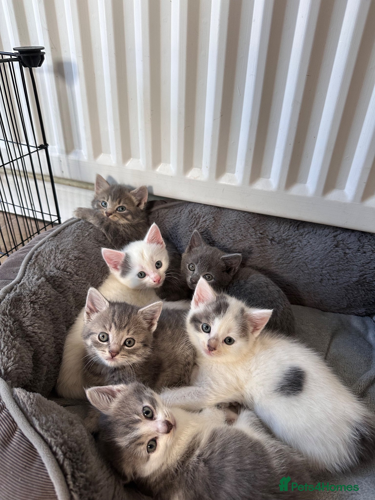Mixed Breed cats 6 Gorgeous grey and white mixed kittens  - Advert 3