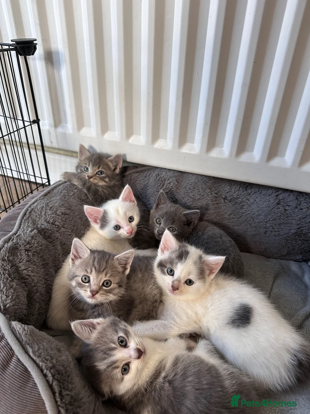 Mixed Breed cats for sale: 6 Gorgeous grey and white mixed kittens  - Advert 1