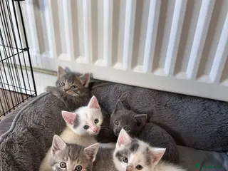 Mixed Breed cats 6 Gorgeous grey and white mixed kittens - Advert 1