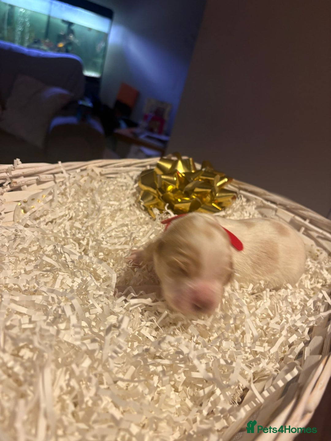 Cocker Spaniel dogs for sale: stunning cocker spaniel pups ready soon - Advert 8