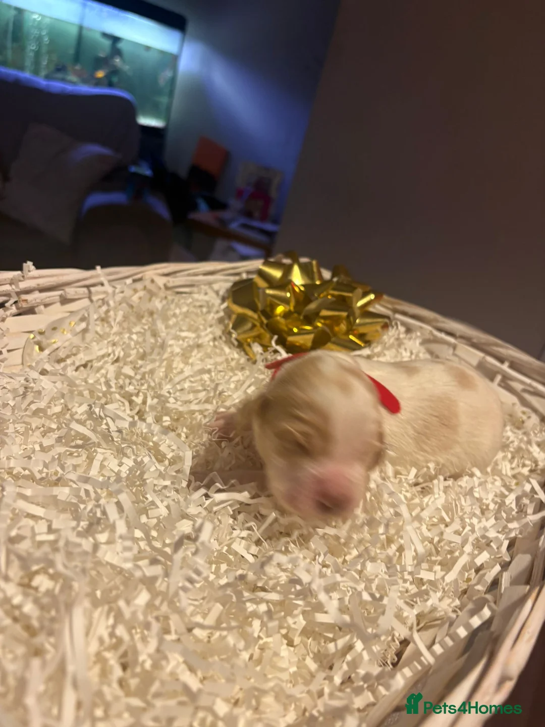 Cocker Spaniel dogs for sale: 2 stunning working cocker spaniel pups - Advert 15