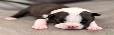 Boston Terrier 2