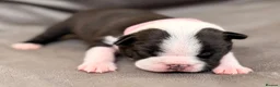 Boston Terrier dogs for sale: Bostixon KC Registered Boston Terrier Puppies - Advert 8