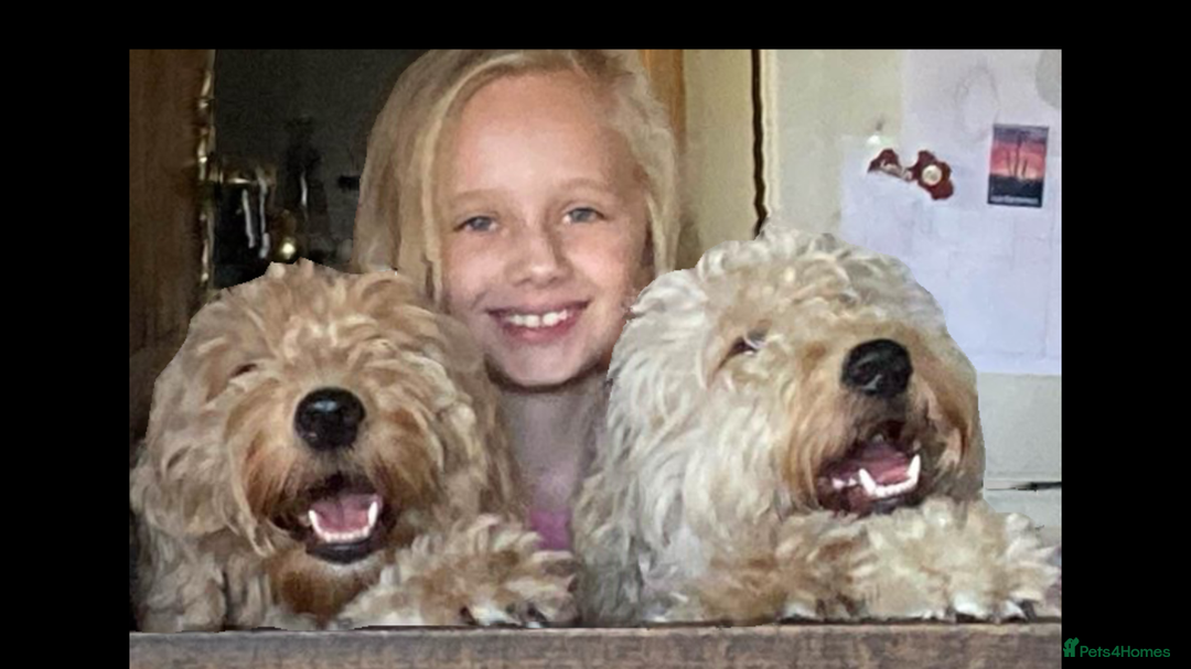 Goldendoodle dogs for sale: Golden doodle puppies ready 12th September  - Image 31