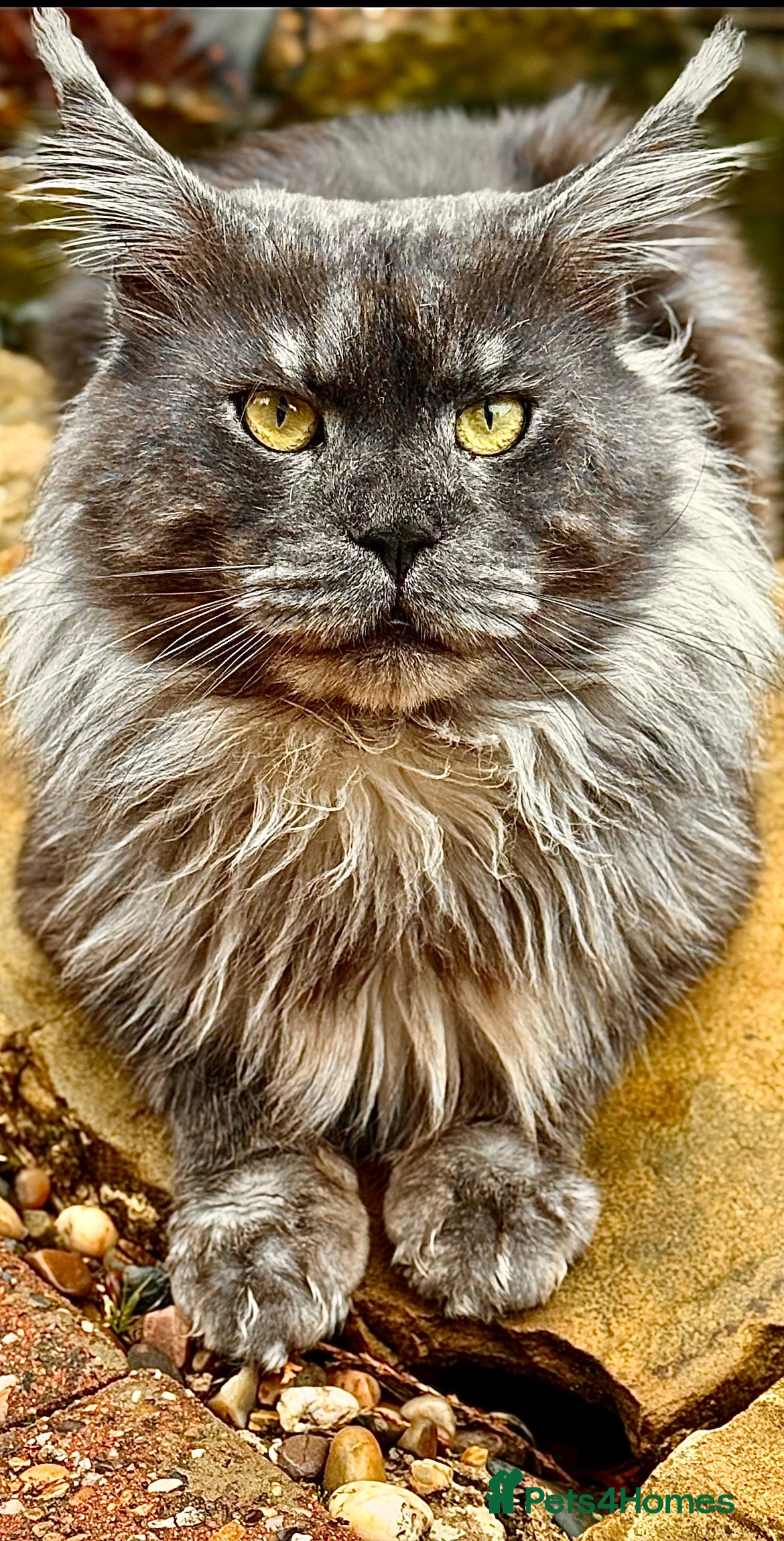 Maine Coon cats Maine Coon Stud (Russian line) in NOTTINGHAM  - Advert 3