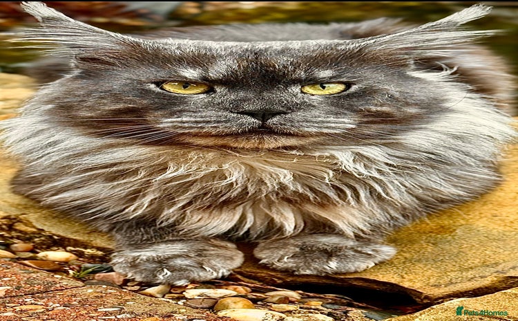 Maine Coon cats Maine Coon Stud (Russian line) in NOTTINGHAM  - Advert 1