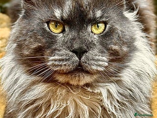 Maine Coon cats Maine Coon Stud (Russian line) in NOTTINGHAM - Advert 12