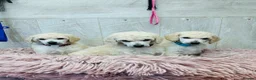 Standard Poodle dogs for sale: Outstanding Standard Poodle Puppies - Advert 6