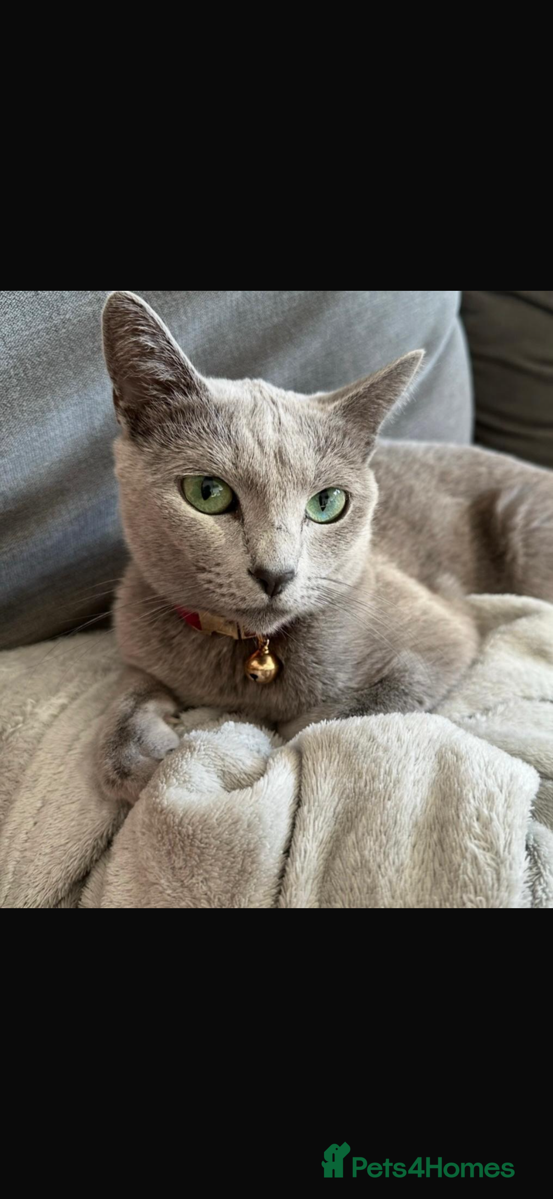 Russian Blue cats for sale: Beautiful Russian blue girl for sale  - Advert 4