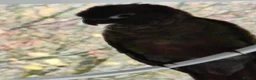Conures birds for sale: Green cheek conure for sale. - Advert 3