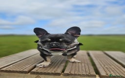 French Bulldog dogs for stud: Beautiful Stud - Image 3