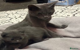 Russian Blue cats for sale: Two beautiful girl Russian blues 🫶 - Image 16