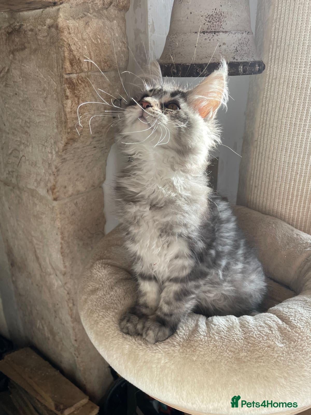 Maine Coon cats Stunning Maine Coon kittens - Advert 1