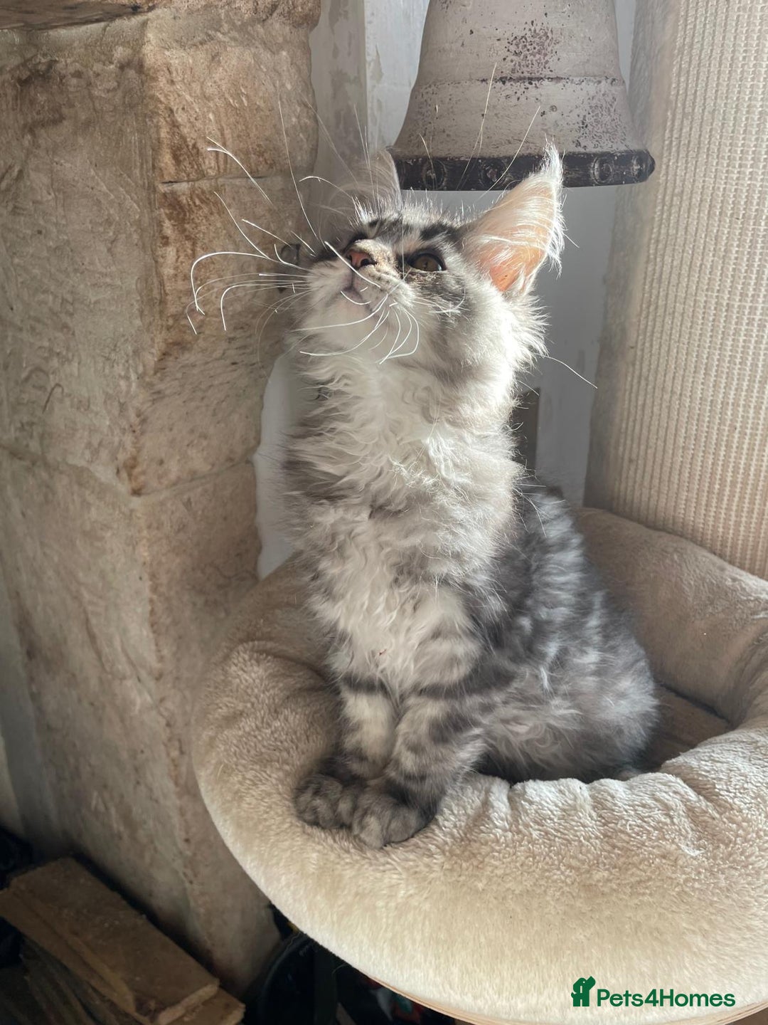 Maine Coon cats for sale: Stunning Maine Coon kittens - Advert 1