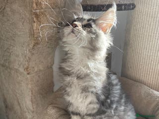 Maine Coon cats Stunning Maine Coon kittens - Advert 2