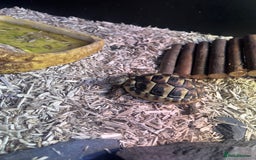Hermann Tortoise reptiles for sale: Price reduced. Tortoise with/without set up  - Image 3