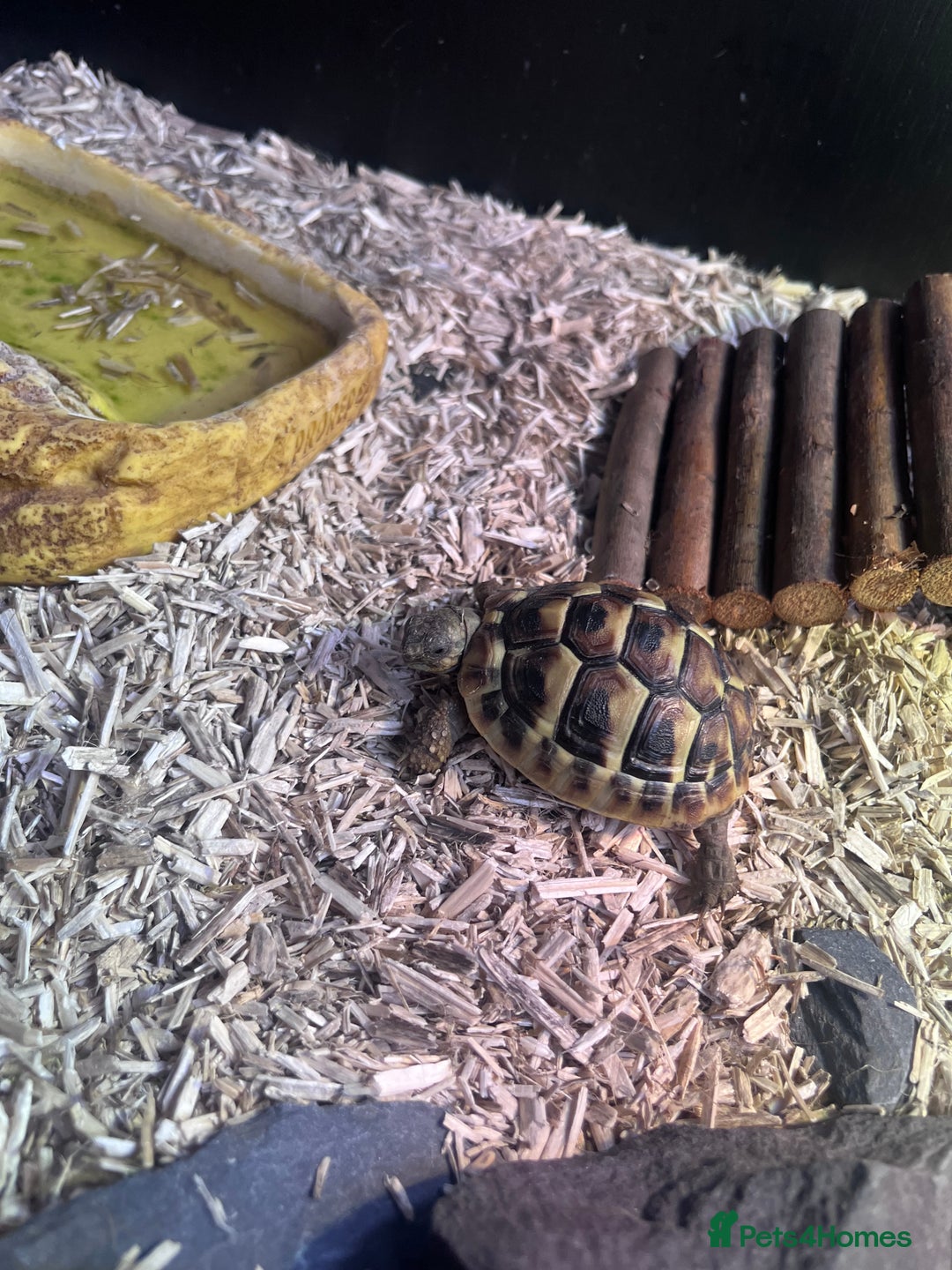 Hermann Tortoise reptiles for sale: Price reduced. Tortoise with/without set up  - Image 3