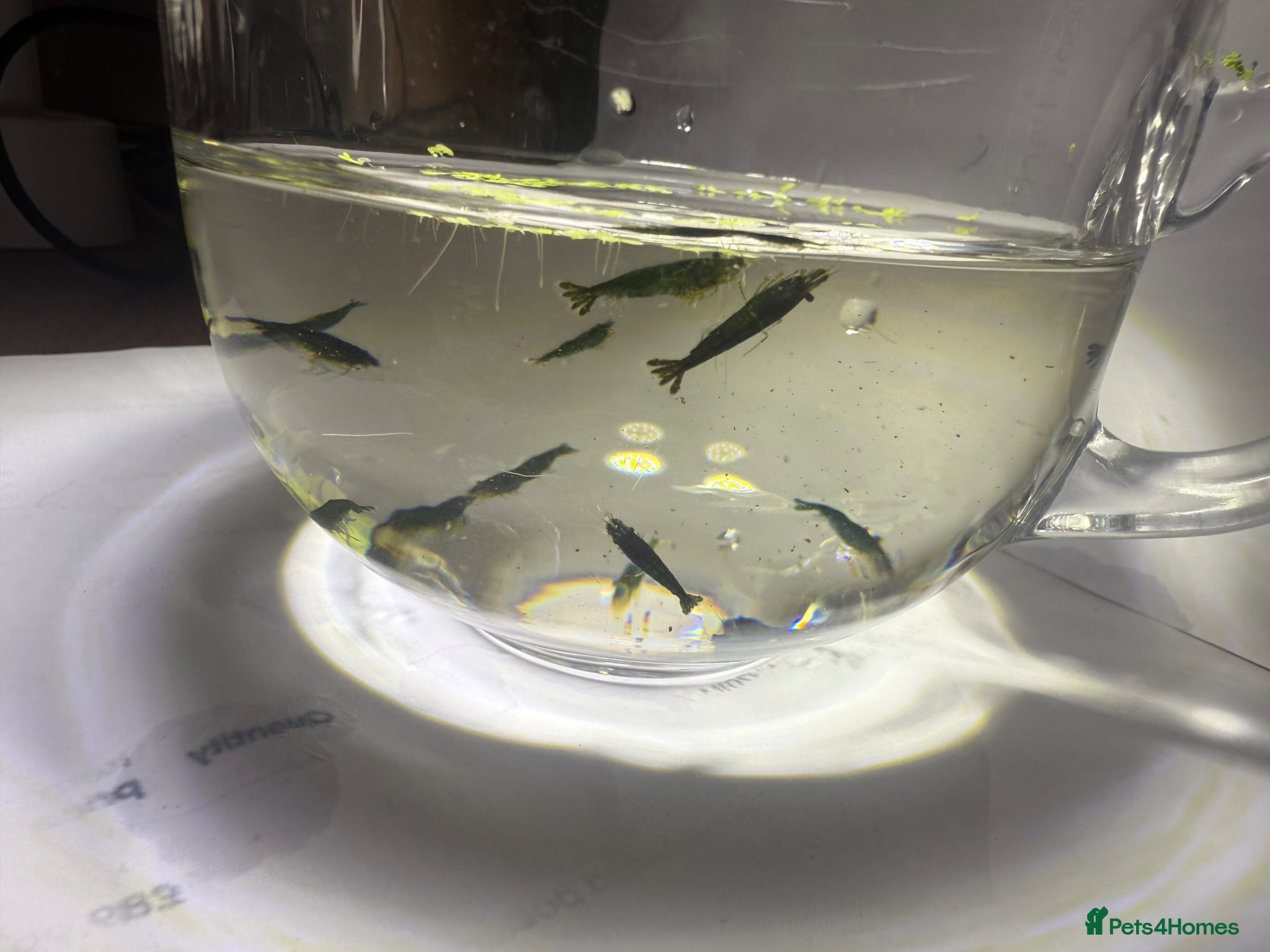 Shrimps fish for sale: Neocaridina Shrimp Green X10 in Colchester - Advert 1